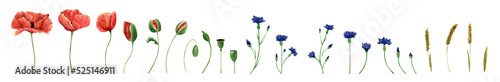 Fotografie Watercolor poppy,cornflower, spikelets of wheat collection