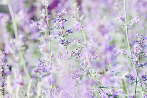 Grass is blooming beautifully, blurred purple flowers of lemon balm as natural floral background. Nature aesthetics flowering melissa plant, spicy and medical herbs, scented herb health