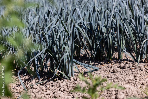 Field with onion plants ready for harvest