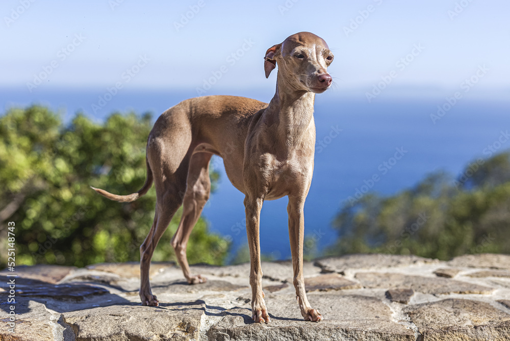 Italian Greyhound breed dog playing in the forest