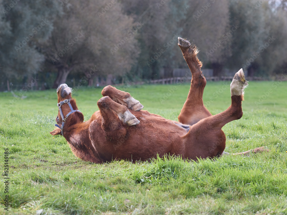 Brown horse upside down with legs in the air Stock Photo Adobe Stock