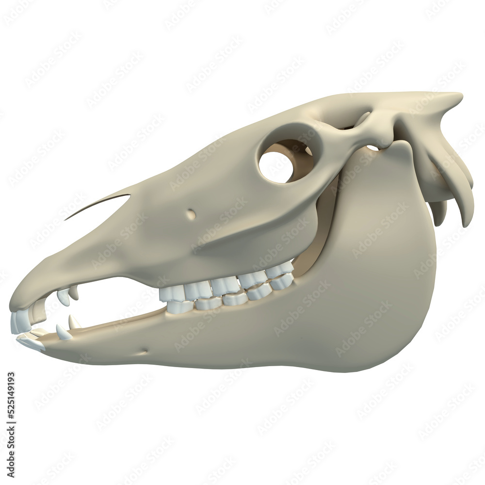 Horse Skull animal anatomy 3D rendering on white background Stock  Illustration | Adobe Stock