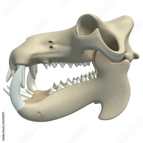 River Horse Hippo Skull animal anatomy 3D rendering on white background