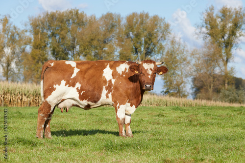 Brown white milk cow in prairie © erwin