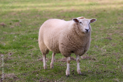 White flemish sheep in meadow