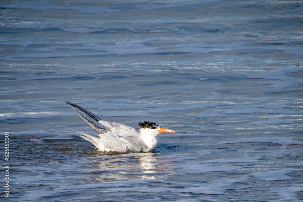 tern on the water