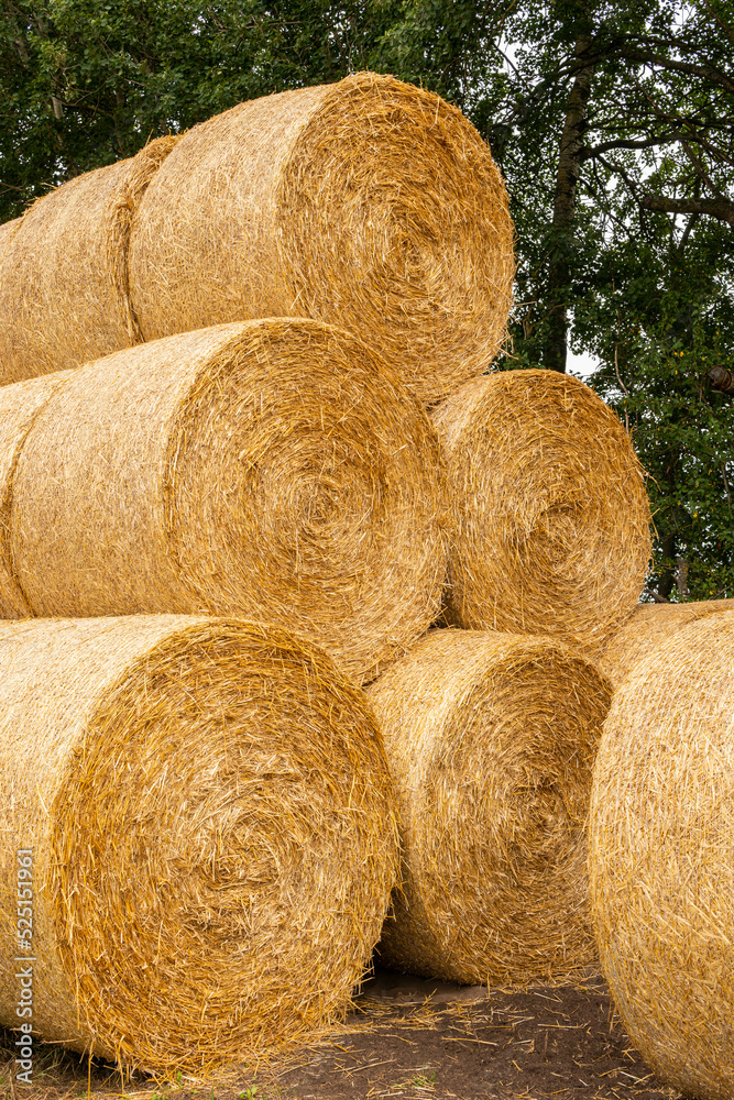 Many haystacks, blocks of hay, bales, stack of hay, rectangular bales on the field Many haystacks, blocks of hay, bales, stack of hay, rectangular bales on the field