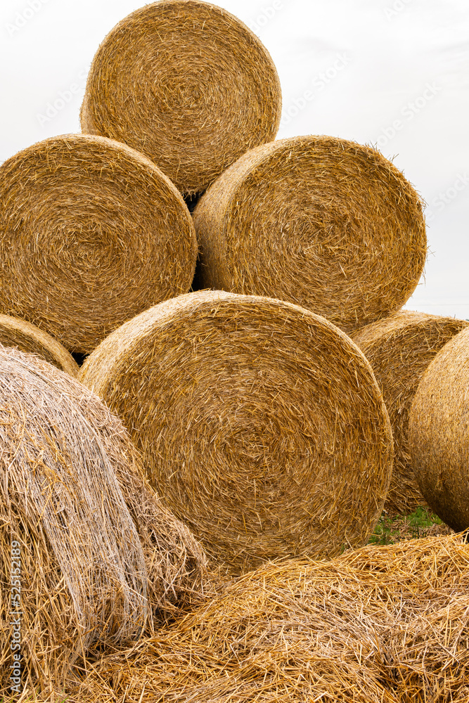 Many haystacks, blocks of hay, bales, stack of hay, rectangular bales on the field Many haystacks, blocks of hay, bales, stack of hay, rectangular bales on the field