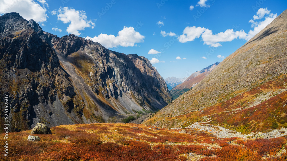 Wonderful alpine landscape with orange autumn dwarf birch on foot of rocky mountain in sunshine. Motley mountain scenery with gray rocks in golden fall colors. Autumn in mountains.