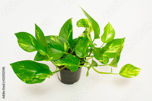 Epipremnum, scindapsus is a golden variegated in a pot on a white background. photo