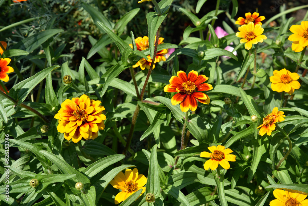Small flowers of zinnia narrow-leaved on a bush in the garden. Yellow flowers of cynia in summer. Small flowers of zinnia narrow-leaved on a bush in the garden. Yellow flowers of cynia in summer.