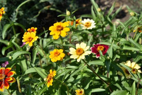 Small flowers of zinnia narrow-leaved on a bush in the garden. Yellow flowers of cynia in summer.