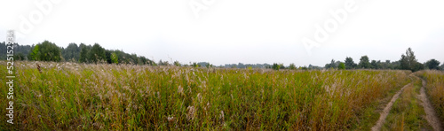 Panorama of the field with field grass and road