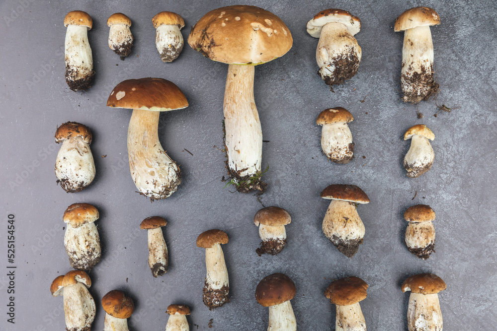 Autumn fall composition. Raw edible mushrooms Penny Bun on dark black stone shale background. Ceps over gray table. Cooking delicious organic mushroom gourmet food. Flat lay top view Autumn fall composition. Raw edible mushrooms Penny Bun on dark black stone shale background. Ceps over gray table. Cooking delicious organic mushroom gourmet food. Flat lay top view