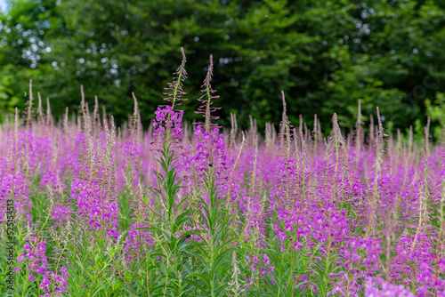 flowers of Fireweed, Chamaenerion angostifolium on a sunny summer day. Fireweed (Chamaenerion angostifolium) blooms en masse in the Carpathian Mountains. photo