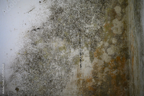 Schilderij op canvas Gray mold and fungus on the wall of the room, the effects of high and excessive humidity in the room