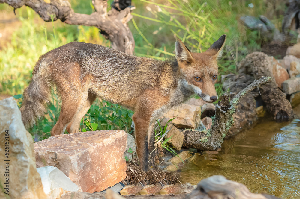 Fototapeta premium Renard
