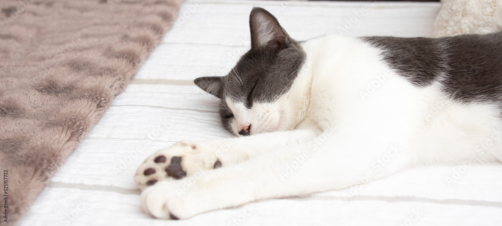 A lovely gray and white cat with green eyes lying on a bed in a bedroom. Wellbeing concept. A lovely gray and white cat with green eyes lying on a bed in a bedroom. Wellbeing concept.