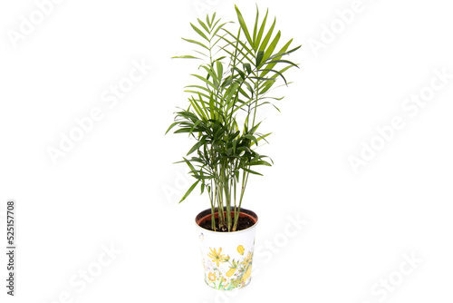 Areca palm in a pot, isolated on white background. Dypsis lutescens (golden fruit palm, areca palm, or bamboo palm) is a tropical species of palm native to Madagascar and used as an ornamental plant.