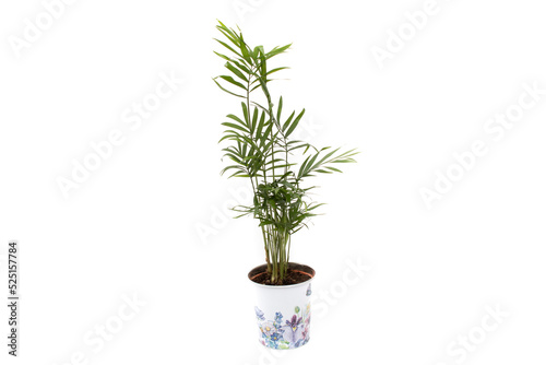 Areca palm in a pot, isolated on white background. Dypsis lutescens (golden fruit palm, areca palm, or bamboo palm) is a tropical species of palm native to Madagascar and used as an ornamental plant.