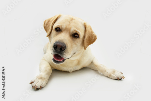  Portrait cure labrador retriever dog tilting head side lying down. Isolated on white background
