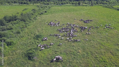 Aerial view of Tarpan horses in nature. Wild horses. Wildlife and nature background. Herd of wild horses Tarpan on the pasture. Wlld life concepts.