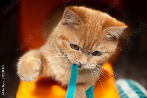 Top view of cute ginger cat,playing with his owner by paw.