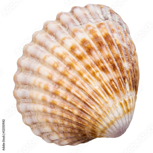 Bivalve mollusc shell isolated on white background