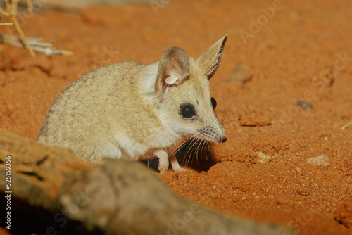 The fat-tailed dunnart (Sminthopsis crassicaudata) is a species of mouse-like marsupial of the Dasyuridae, the family that includes the little red kaluta, quolls, and the Tasmanian devil. photo