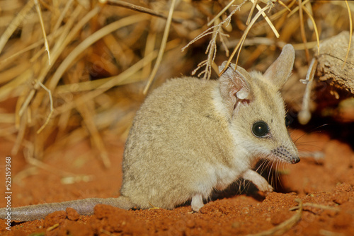 The fat-tailed dunnart (Sminthopsis crassicaudata) is a species of mouse-like marsupial of the Dasyuridae, the family that includes the little red kaluta, quolls, and the Tasmanian devil. photo