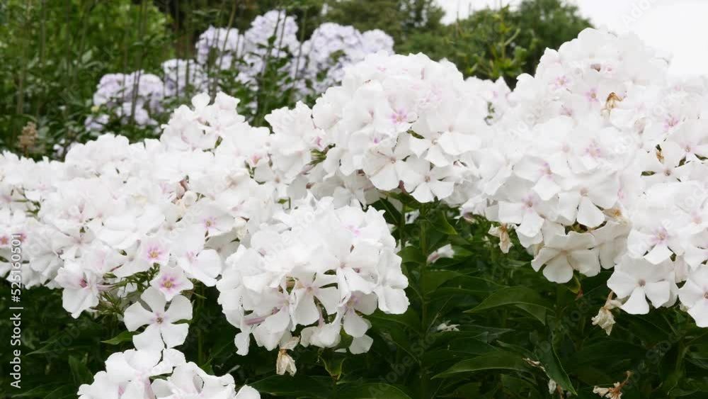 White inflorescences of phlox paniculata in the garden White inflorescences of phlox paniculata in the garden