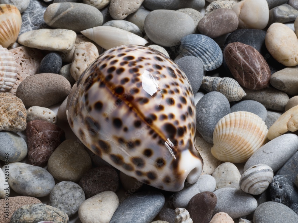 Sea shell, tiger cowrie, laid on a layer of colorful pebbles and small shells on the beach, view of the dorsal face