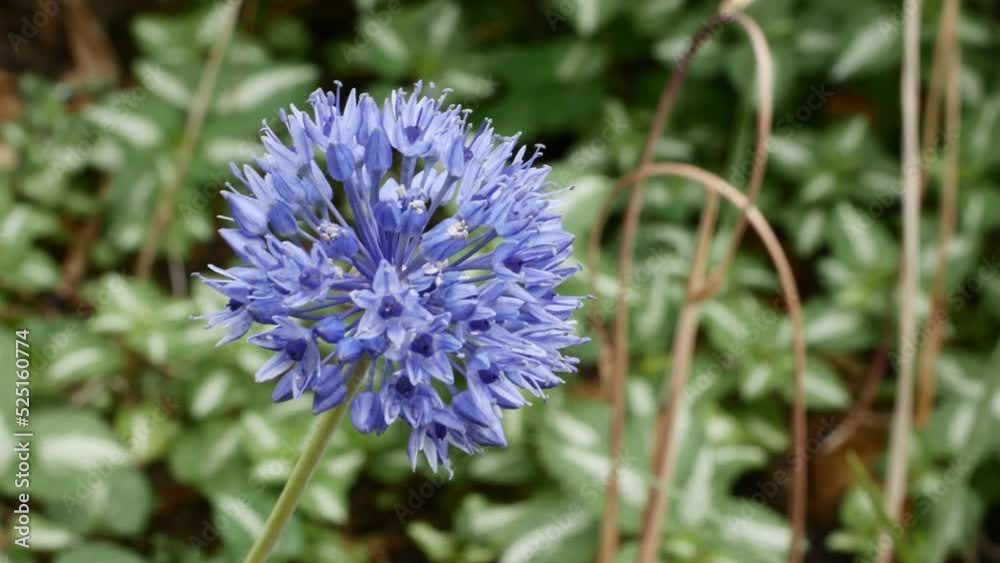 Blue Allium caeruleum (Blue globe onion) in spring garden. Blue Allium caeruleum (Blue globe onion) in spring garden.
