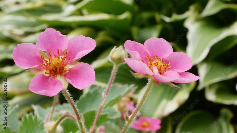Strawberry large-fruited Fragaria Pink Panda Strawberry large-fruited Fragaria Pink Panda