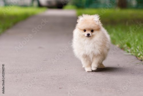 a small puppy of a red pomeranian walks through the park on the road © Ольга Тихомирова