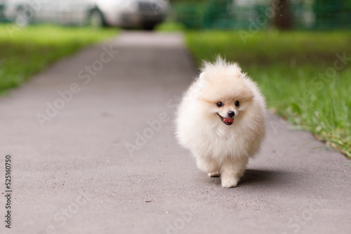 a small puppy of a red pomeranian runs along a path in the park © Ольга Тихомирова