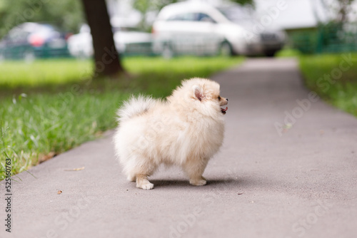 a red-haired puppy of a small pomeranian in a beautiful rack stands on the path © Ольга Тихомирова