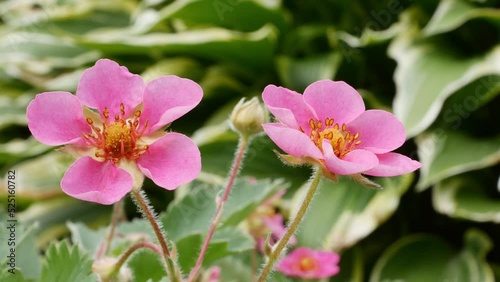 Strawberry large-fruited Fragaria Pink Panda