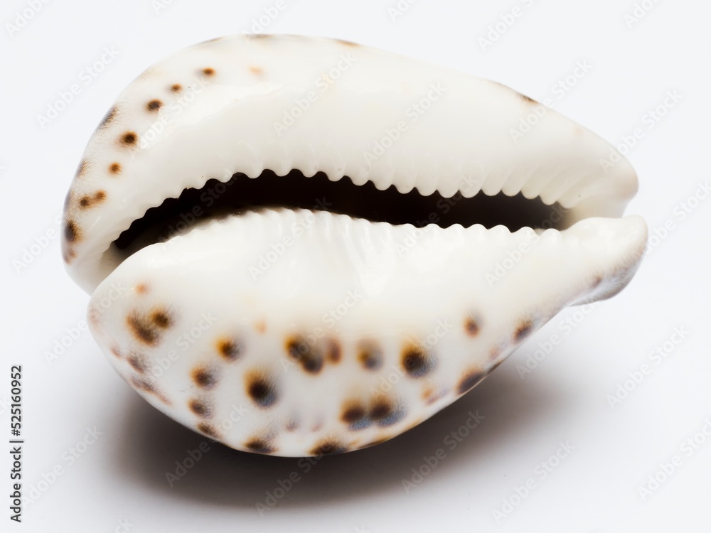 Sea shell, tiger cowrie, isolated on white background,view of the aperture side (ventral face) Sea shell, tiger cowrie, isolated on white background,view of the aperture side (ventral face)