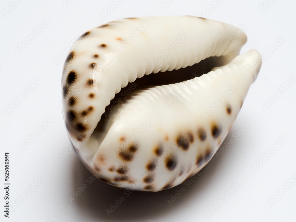 Sea shell, tiger cowrie, isolated on white background,view of the aperture side (ventral face)