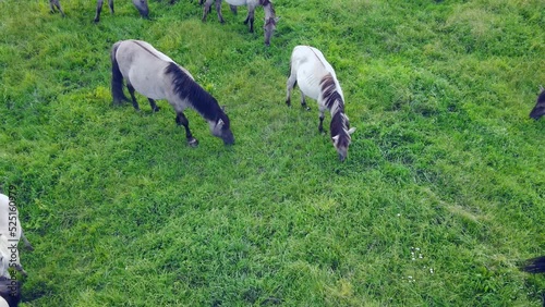 Aerial view of Tarpan horses in nature. Wild horses. Wildlife and nature background. Herd of wild horses Tarpan on the pasture. Wlld life concepts.