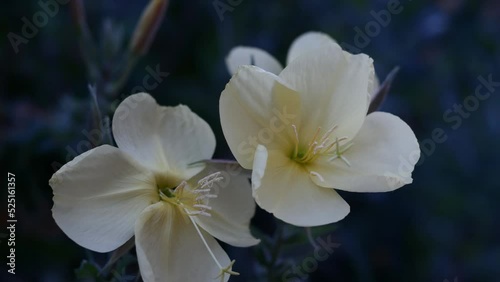 A flower (Enotera, or Night Candle) opening at night