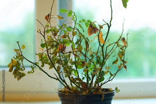 Indoor flower with dried leaves on a light background.