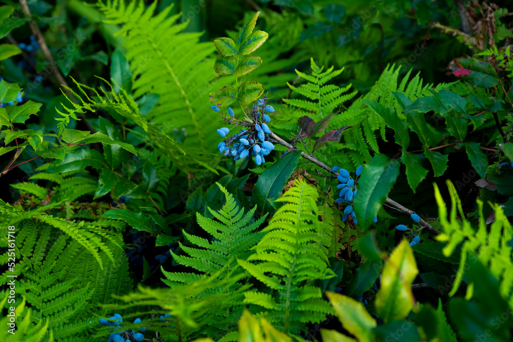 Decorative bush with blue berries between a fern Decorative bush with blue berries between a fern