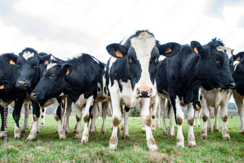 Troupeau de jeunes vaches de Prim Holstein, France