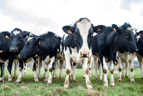 Fotografi Troupeau de jeunes vaches de Prim Holstein, France