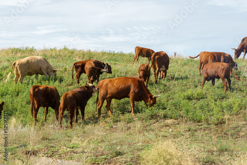 Cows graze in the field © Polina