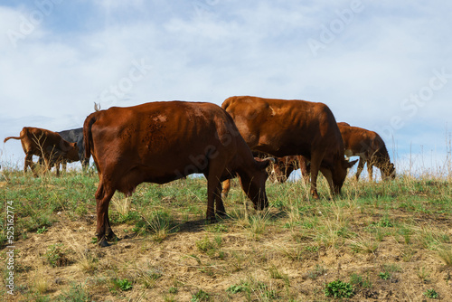 Cows graze in the field