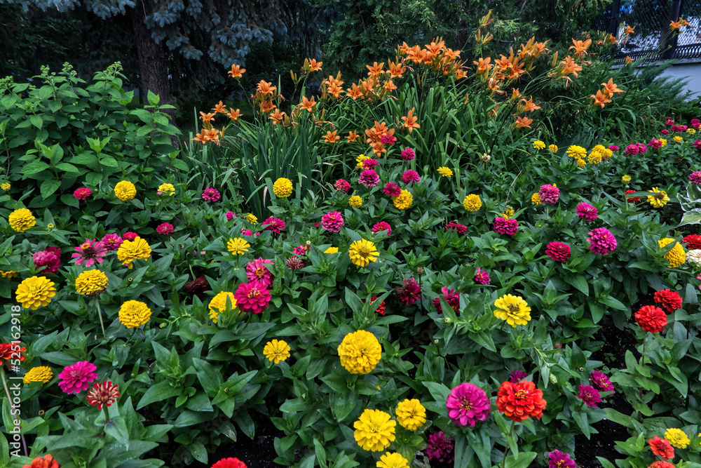 multicolored flowers