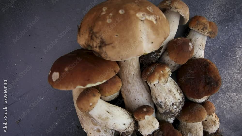 Autumn fall composition. Raw edible mushrooms Penny Bun on dark black stone shale background. Ceps over gray table. Cooking delicious organic mushroom gourmet food. Flat lay top view Autumn fall composition. Raw edible mushrooms Penny Bun on dark black stone shale background. Ceps over gray table. Cooking delicious organic mushroom gourmet food. Flat lay top view